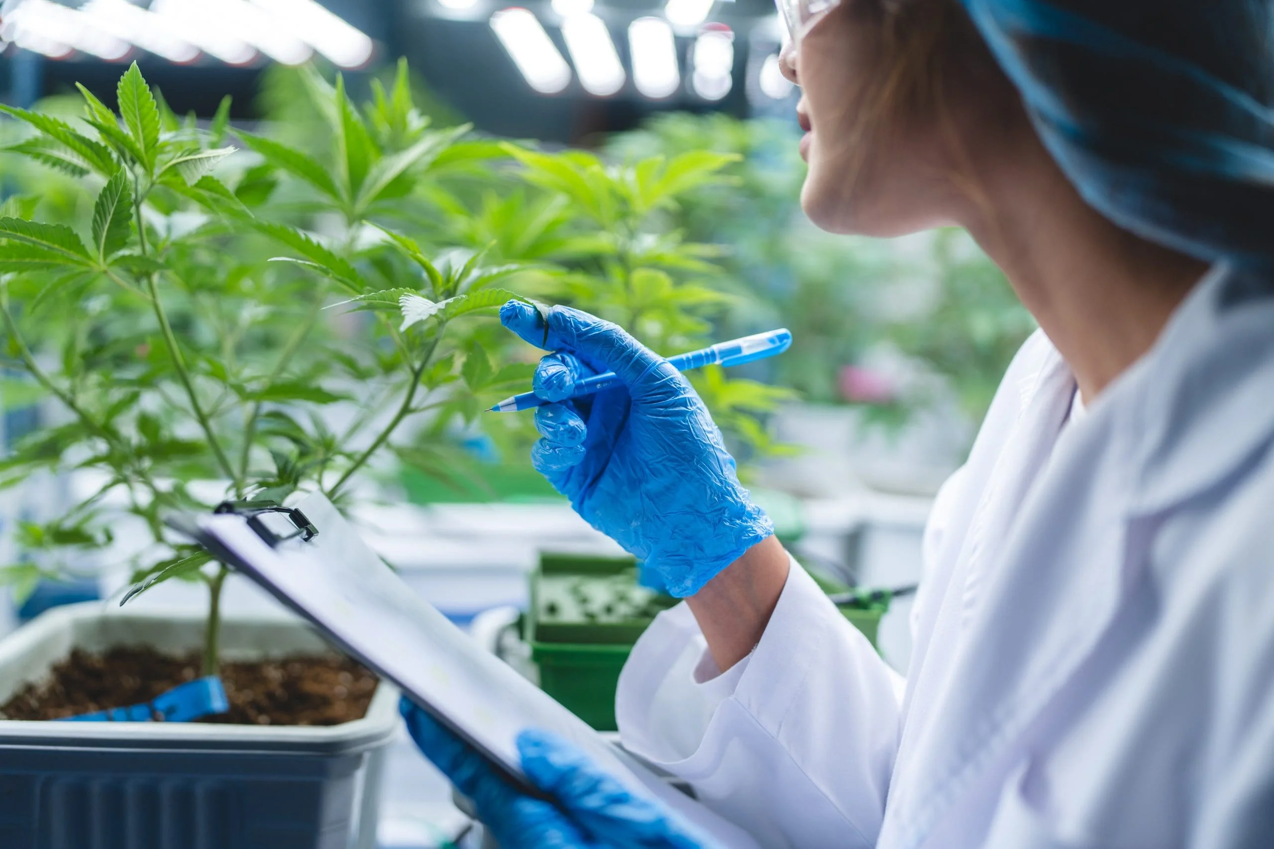Cannabis research